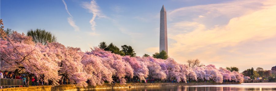 Washington DC cherry blossoms monument