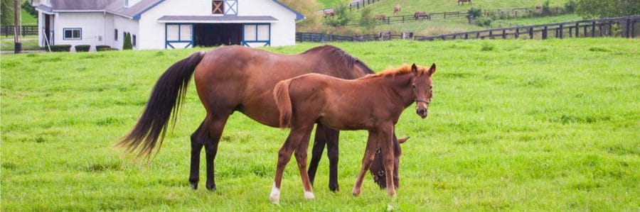 Horses on farm in Kentucky
