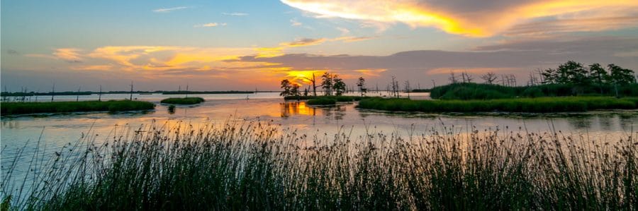 Louisiana bayou wetlands