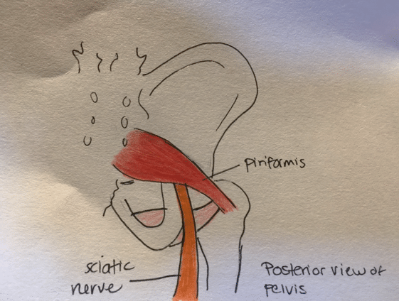 Picture1 Piriformis muscle illustration