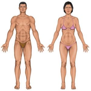 Anterior body diagram
