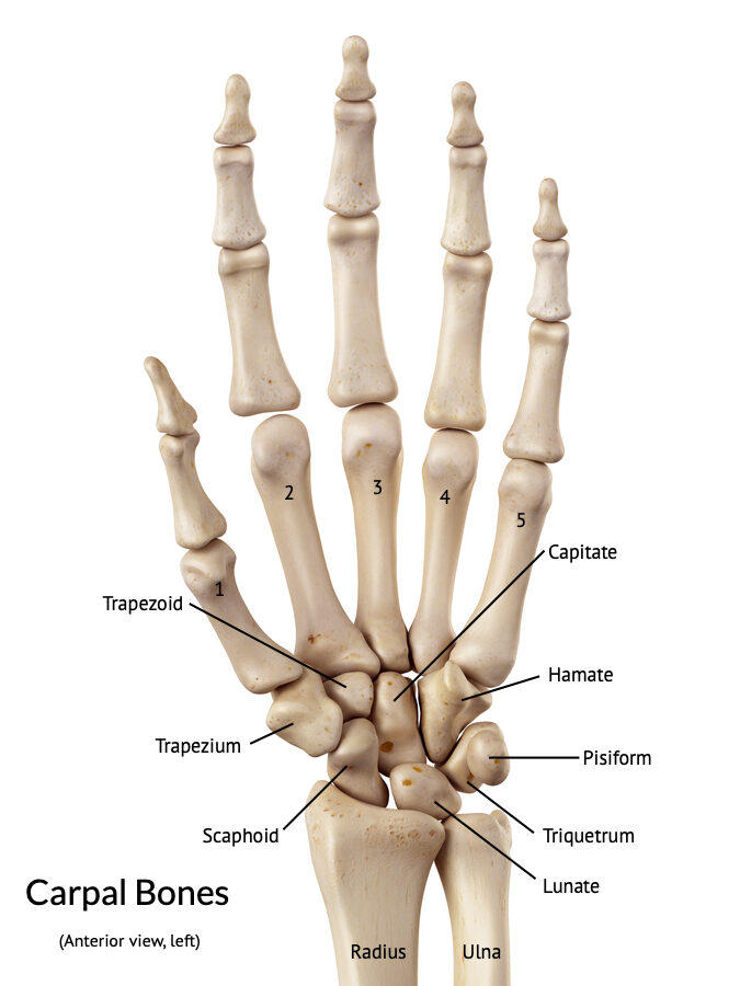 Carpal bones