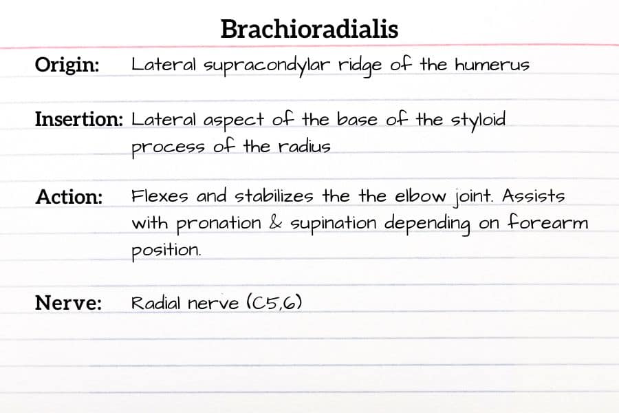 Brachioradialis Muscle Flashcard