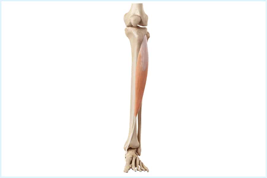 Tibialis anterior muscle flashcard