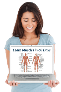 Learn muscles of the body for massage therapy